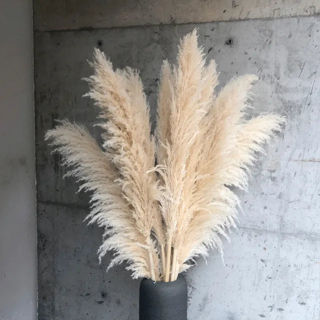 Natural Dried Pampas Grass for Home Decoration