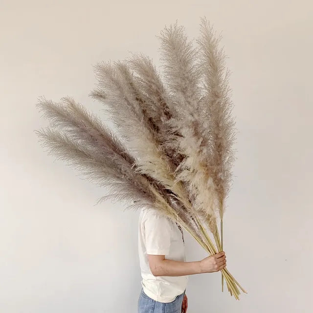 Natural Dried Pampas Grass for Home Decoration