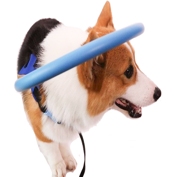 Comfortable Support Collar Harness For Blind Dogs - BritishElegance