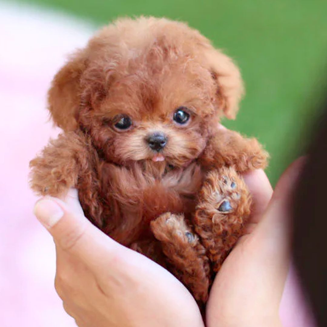 Fun Dog Toy with Realistic Sounds and Motion - BritishElegance